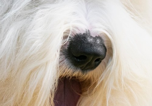 Is it possible to get an update on my pet's grooming while they are staying with the dog kennel service?