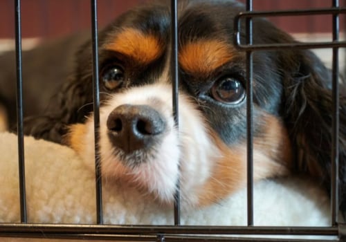 Are there any special dietary requirements that can be accommodated by a dog kennel service?